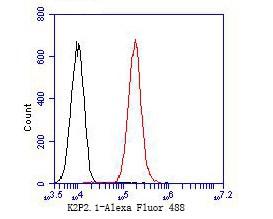 Fig6:; Flow cytometric analysis of KCNK2 was done on A549 cells. The cells were fixed, permeabilized and stained with the primary antibody ( 1/100) (red). After incubation of the primary antibody at room temperature for an hour, the cells were stained with a Alexa Fluor 488-conjugated goat anti-rabbit IgG Secondary antibody at 1/500 dilution for 30 minutes.Unlabelled sample was used as a control (cells without incubation with primary antibody; black).