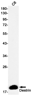 Western blot detection of Destrin in C6 cell lysates using Destrin Rabbit mAb(1:500 diluted).Predicted band size:19kDa.Observed band size:19kDa.