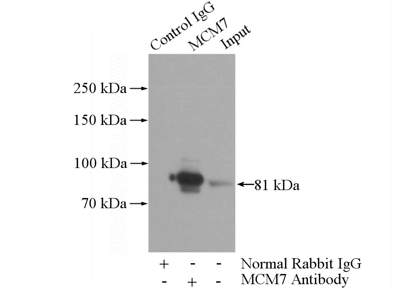 IP Result of anti-MCM7 (IP:Catalog No:112557, 4ug; Detection:Catalog No:112557 1:2000) with NIH/3T3 cells lysate 1600ug.