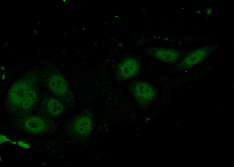 Immunofluorescent analysis of (10% Formaldehyde) fixed HepG2 cells using Catalog No:108699(C20orf20 Antibody) at dilution of 1:50 and Alexa Fluor 488-congugated AffiniPure Goat Anti-Rabbit IgG(H+L)