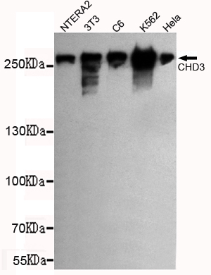 Western blot detection of CHD3 (C-terminus) in NTERA2,3T3,C6,K562 and Hela cell lysates using CHD3 (C-terminus) mouse mAb (1:1000 diluted).Predicted band size: 260KDa.Observed band size: 260KDa.