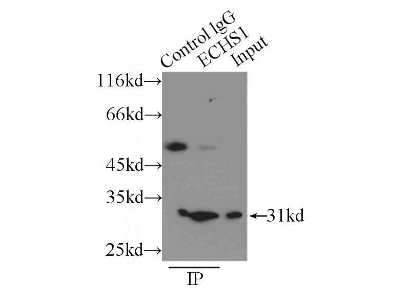 IP Result of anti-ECHS1 (IP:Catalog No:110293, 3ug; Detection:Catalog No:110293 1:500) with PC-3 cells lysate 3000ug.
