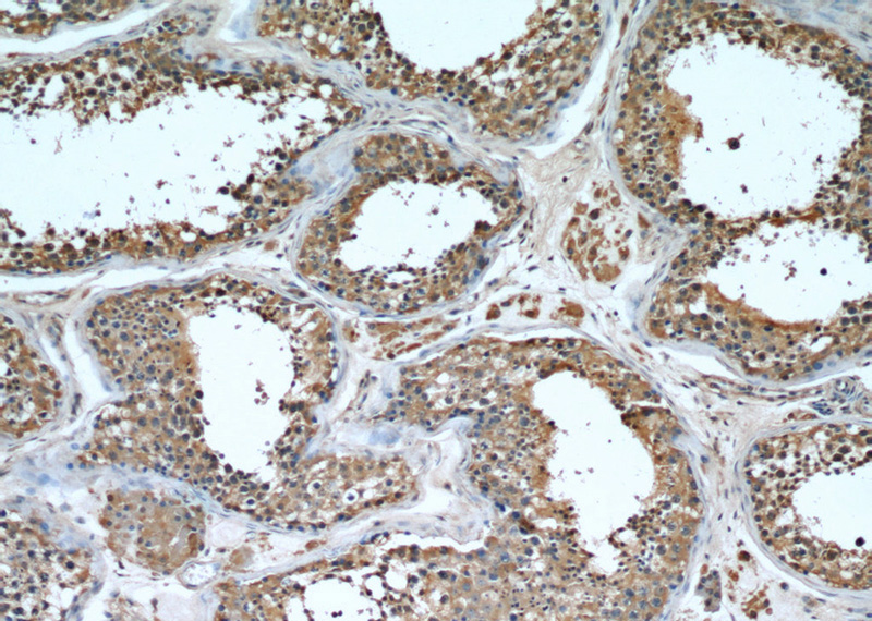 Immunohistochemical of paraffin-embedded human testis using Catalog No:108200(ARL3 antibody) at dilution of 1:50 (under 10x lens)