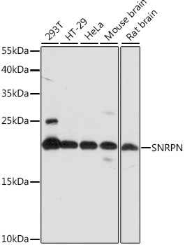 Western blot - SNRPN Polyclonal Antibody 