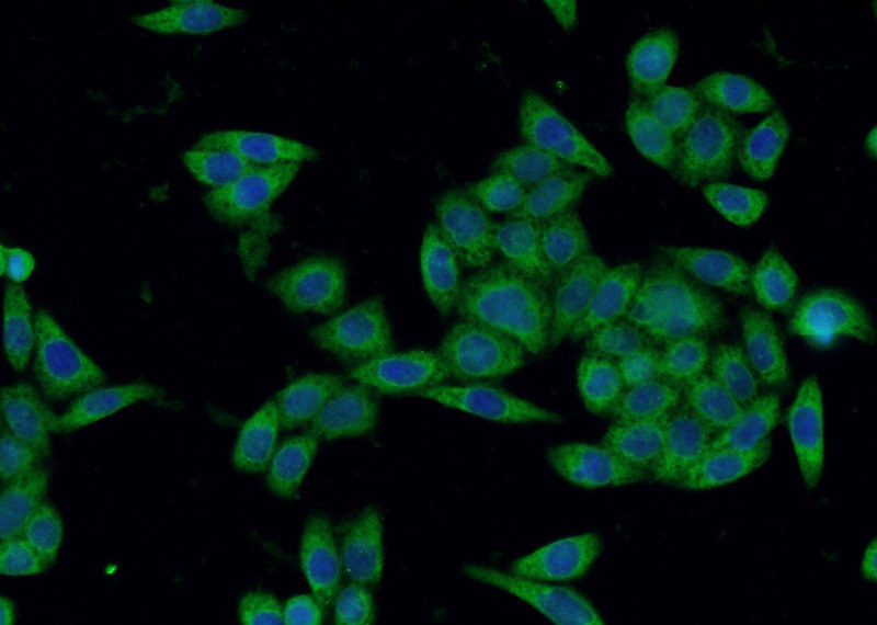 Immunofluorescent analysis of HeLa cells using Catalog No:107586(SGTA Antibody) at dilution of 1:50 and Alexa Fluor 488-congugated AffiniPure Goat Anti-Mouse IgG(H+L)