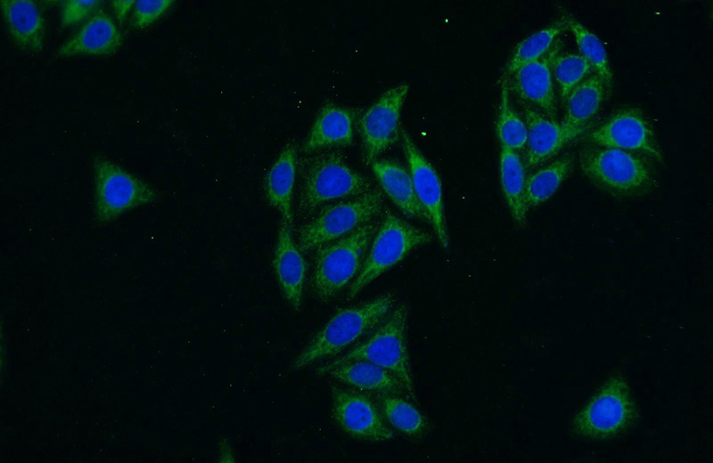 Immunofluorescent analysis of HepG2 cells using Catalog No:111084(GK Antibody) at dilution of 1:25 and Alexa Fluor 488-congugated AffiniPure Goat Anti-Rabbit IgG(H+L)