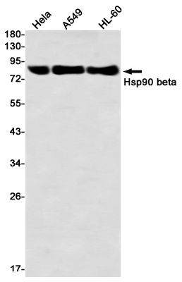 Western blot detection of Hsp90 beta in Hela,A549,HL-60 using Hsp90 beta Rabbit mAb(1:1000 diluted)
