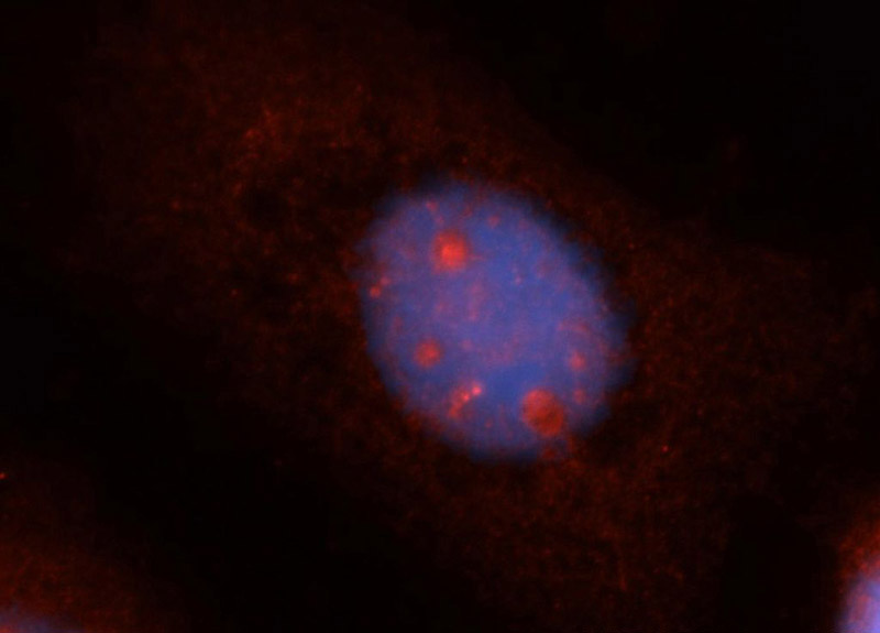 Immunofluorescent analysis of A431 cells, using SPAG5 antibody Catalog No:115533 at 1:50 dilution and Rhodamine-labeled goat anti-rabbit IgG (red). Blue pseudocolor = DAPI (fluorescent DNA dye).