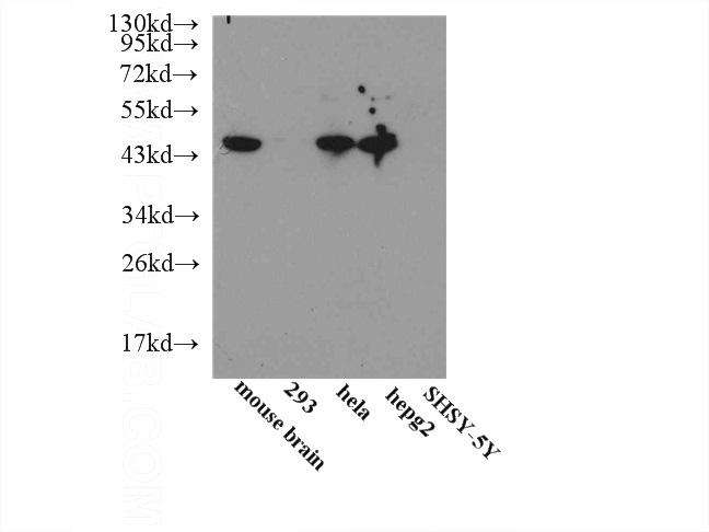 WB result of Catalog No:110254