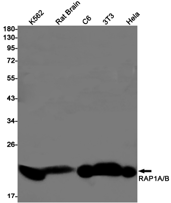 Western blot detection of RAP1A/B in K562,Rat Brain,C6,3T3,Hela cell lysates using RAP1A/B Rabbit pAb(1:1000 diluted).Predicted band size:21kDa.Observed band size:21kDa.