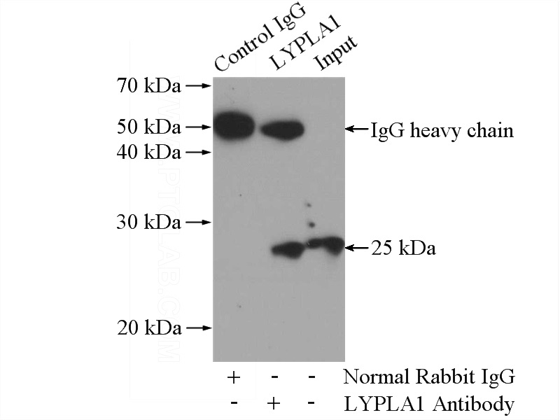 IP Result of anti-LYPLA1 (IP:Catalog No:112409, 4ug; Detection:Catalog No:112409 1:500) with mouse brain tissue lysate 4000ug.