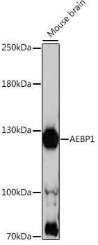 Western blot - AEBP1 Polyclonal Antibody 