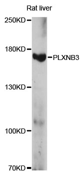 Western blot - PLXNB3 Polyclonal Antibody 