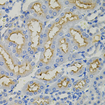 Immunohistochemistry - SLC30A1 Polyclonal Antibody 