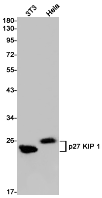 Western blot detection of p27 KIP 1 in 3T3,Hela cell lysates using p27 KIP 1 Rabbit pAb(1:1000 diluted).Predicted band size:22kDa.Observed band size:27kDa.