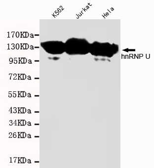 Western blot detection of hnRNP U in K562,Jurkat and Hela cell lysates and using hnRNP U mouse mAb(1:1000 diluted).Predicted band size: 110KDa.Observed band size: 110KDa.