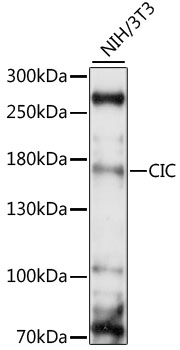 Western blot - CIC Polyclonal Antibody 