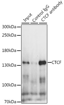 Immunoprecipitation - CTCF Polyclonal Antibody 