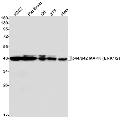 Western blot detection of p42 MAPK (ERK2) in K562,Rat Brain,C6,3T3,Hela cell lysates using p42 MAPK (ERK2) Rabbit mAb(1:1000 diluted).Predicted band size:43,41 kDa.Observed band size:44,42kDa.