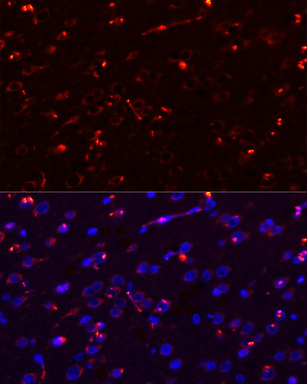 Immunofluorescence - MEGF10 Polyclonal Antibody 