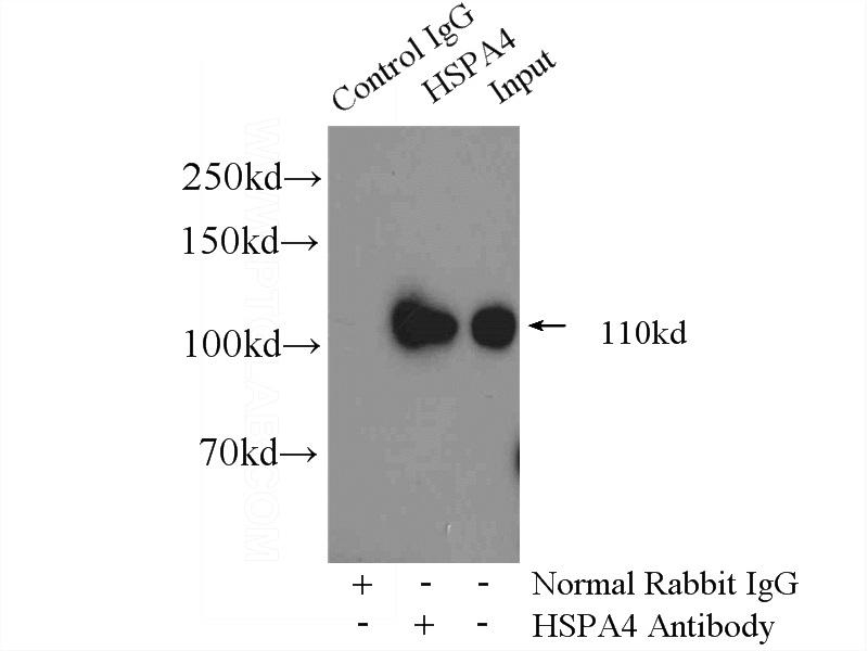 IP Result of anti-HSPA4 (IP:Catalog No:111698, 4ug; Detection:Catalog No:111698 1:1000) with mouse brain tissue lysate 4000ug.