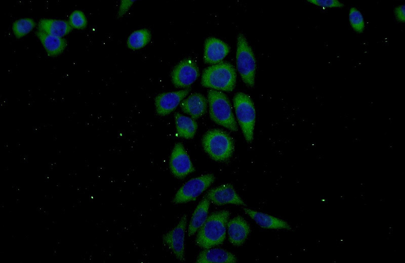 Immunofluorescent analysis of L02 cells using Catalog No:112036(KHDC1 Antibody) at dilution of 1:50 and Alexa Fluor 488-congugated AffiniPure Goat Anti-Rabbit IgG(H+L)
