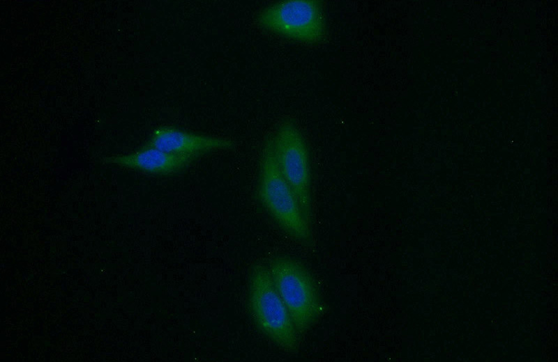 Immunofluorescent analysis of HepG2 cells using Catalog No:116784(VPS35 Antibody) at dilution of 1:25 and Alexa Fluor 488-congugated AffiniPure Goat Anti-Rabbit IgG(H+L)