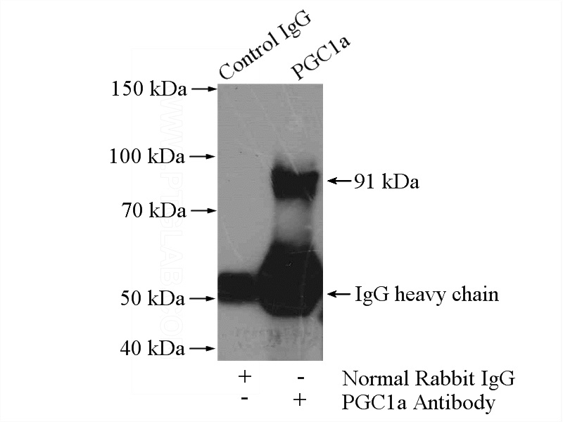 IP Result of anti-PPARGC1A (IP:Catalog No:113781, 4ug; Detection:Catalog No:113781 1:500) with mouse skeletal muscle tissue lysate 2200ug.