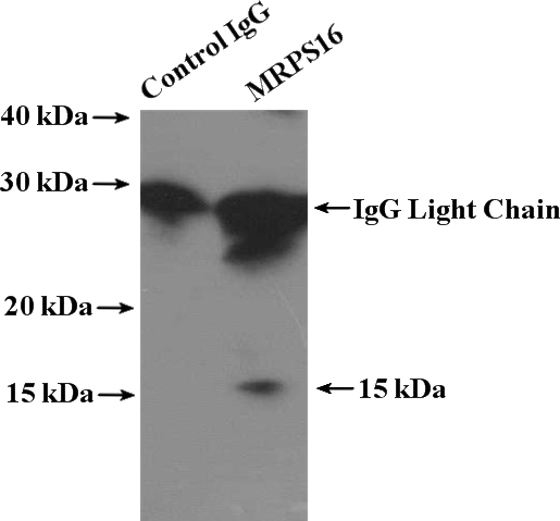 IP Result of anti-MRPS16 (IP:Catalog No:112843, 4ug; Detection:Catalog No:112843 1:500) with HEK-293 cells lysate 1480ug.