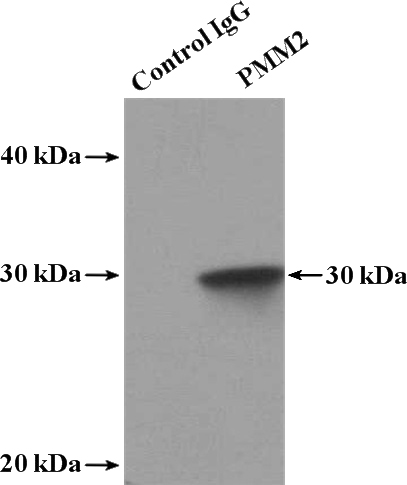 IP Result of anti-PMM2 (IP:Catalog No:114026, 4ug; Detection:Catalog No:114026 1:1000) with mouse lung tissue lysate 3600ug.