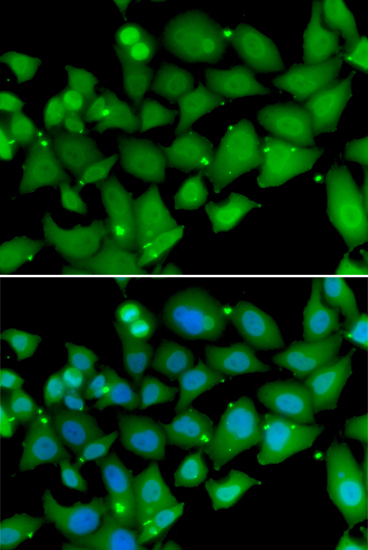 Immunofluorescence - RBBP7 Polyclonal Antibody 