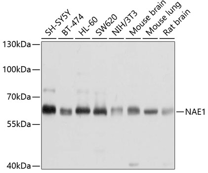 Western blot - NAE1 Polyclonal Antibody 