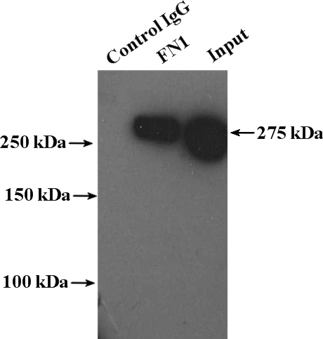 IP Result of anti-FN1 (IP:Catalog No:110659, 4ug; Detection:Catalog No:110659 1:300) with NIH/3T3 cells lysate 4000ug.