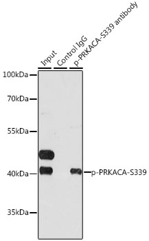 Immunoprecipitation - Phospho-PRKACA-S339 pAb 