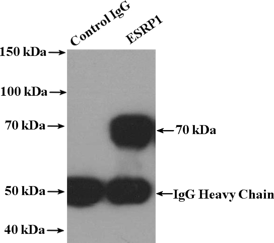 IP Result of anti-ESRP1 (IP:Catalog No:110477, 4ug; Detection:Catalog No:110477 1:300) with COLO 320 cells lysate 4000ug.