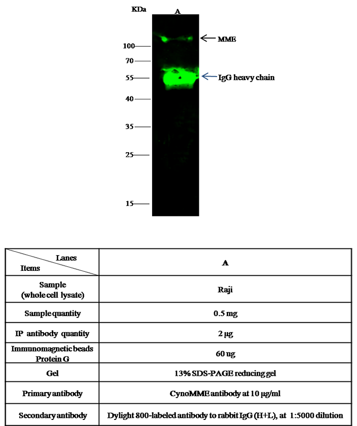 CD10 / Neprilysin / MME Antibody, Rabbit PAb, Antigen Affinity Purified, Immunoprecipitation