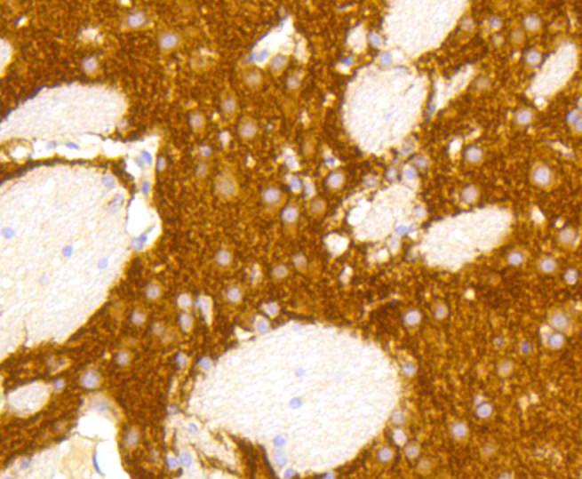 Immunohistochemistry - GRM5 Monoclonal Antibody 