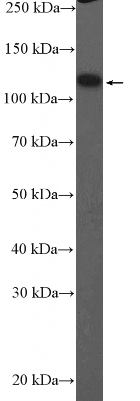mouse lung tissue were subjected to SDS PAGE followed by western blot with Catalog No:111949(ITIH4 Antibody) at dilution of 1:600