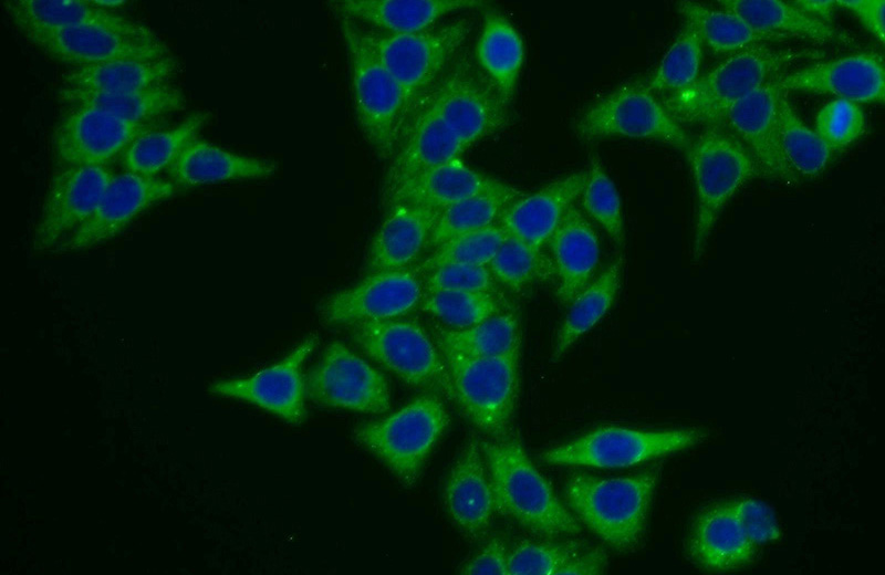 Immunofluorescent analysis of HepG2 cells using Catalog No:116793(VPS52 Antibody) at dilution of 1:25 and Alexa Fluor 488-congugated AffiniPure Goat Anti-Rabbit IgG(H+L)