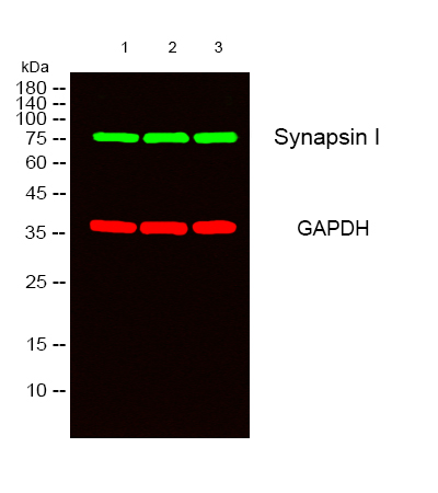 Western blot analysis of lysates Hela,293, 3T3 cells, primary antibody was diluted at 1:1000, 4°over night, secondary antibodywas diluted at 1:10000, 37° 1hour.