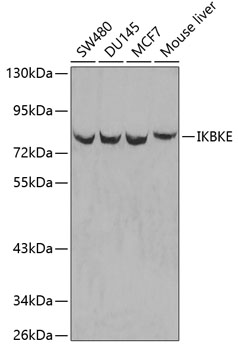Western blot - IKBKE Polyclonal Antibody 