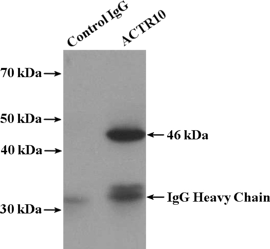 IP Result of anti-ACTR10 (IP:Catalog No:107714, 4ug; Detection:Catalog No:107714 1:300) with mouse brain tissue lysate 4000ug.