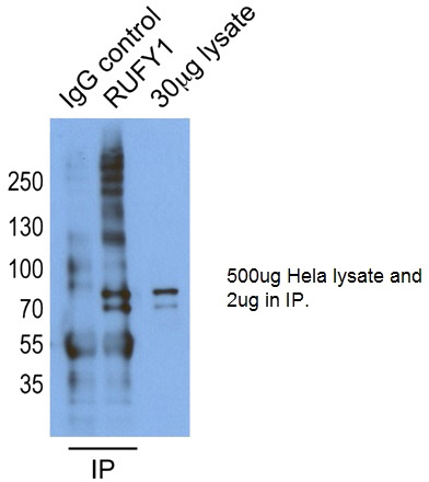IP result of anti-RUFY1(Catalog No:114868 for IP and Detection).