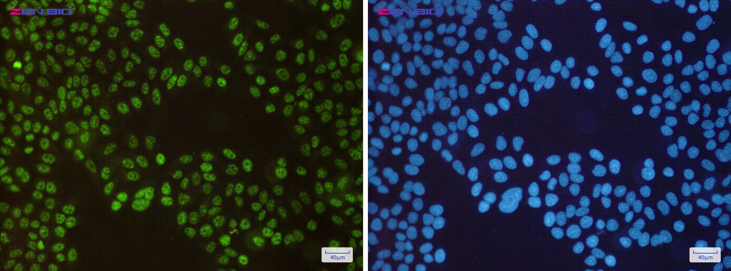 Immunocytochemistry of SP1(green) in Hela cells using SP1 Rabbit pAb at dilution 1/50, and DAPI(blue)