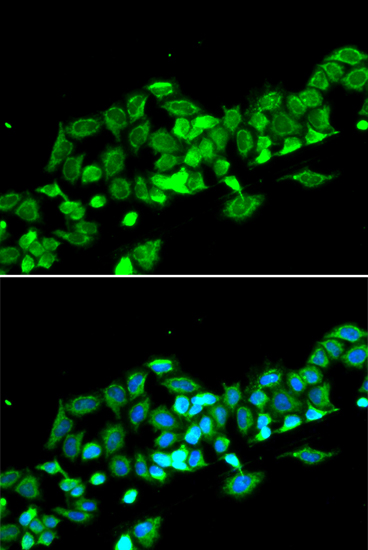 Immunofluorescence - RASSF1 Polyclonal Antibody 