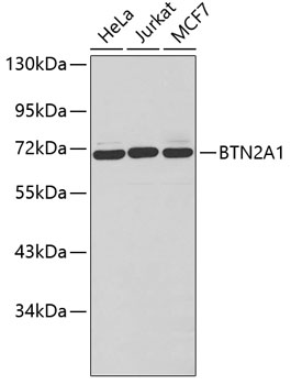 Western blot - BTN2A1 Polyclonal Antibody 