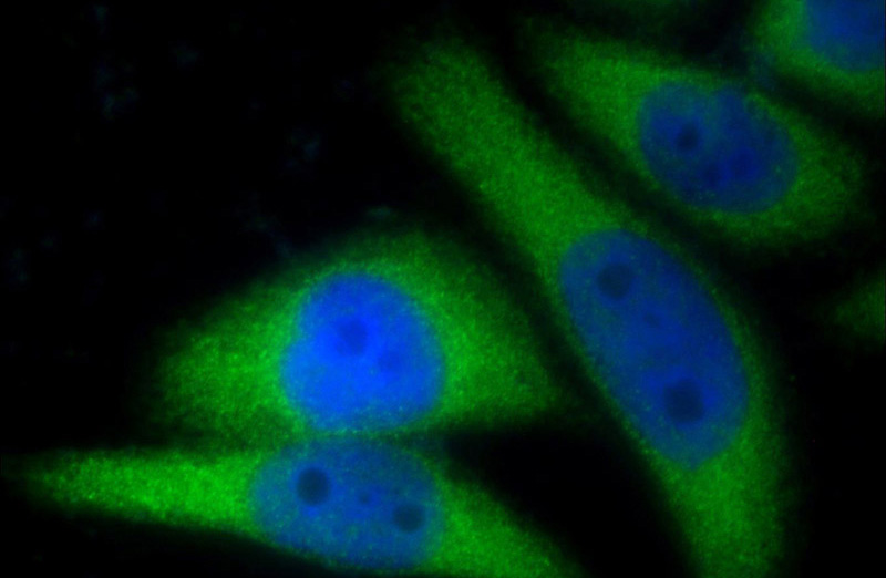 Immunofluorescent analysis of HeLa cells using Catalog No:109683(CYP1A1 Antibody) at dilution of 1:25 and Alexa Fluor 488-congugated AffiniPure Goat Anti-Rabbit IgG(H+L)
