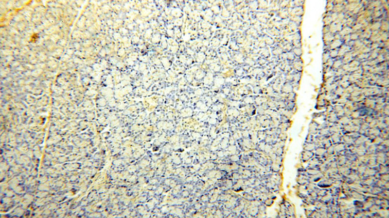 Immunohistochemical of paraffin-embedded human pancreas using Catalog No:114979(SBDS antibody) at dilution of 1:50 (under 10x lens)