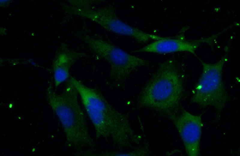 Immunofluorescent analysis of (-20oc Ethanol) fixed NIH/3T3 cells using Catalog No:114848(RSPH3 Antibody) at dilution of 1:50 and Alexa Fluor 488-congugated AffiniPure Goat Anti-Rabbit IgG(H+L)