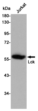 Western blot detection of Lck in Jurkat and Ramos cell lysates and using Lck mouse mAb (1:1000 diluted).Predicted band size: 56KDa.Observed band size: 56KDa.